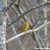 Yellowhammer