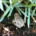 Cope's Gray Treefrog