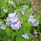 Virginia Bluebells