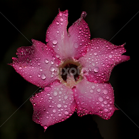 UNTITLED by Herken Kenken - Flowers Flowers 2011-2013