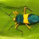 Leaf-footed Bug or Coreid bug