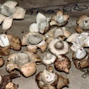 earthstars