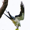 Swallow-tail kite