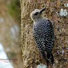 Red crowned Woodpecker