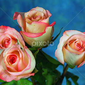 by Dipali S - Digital Art Things