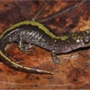 Long-toed salamander
