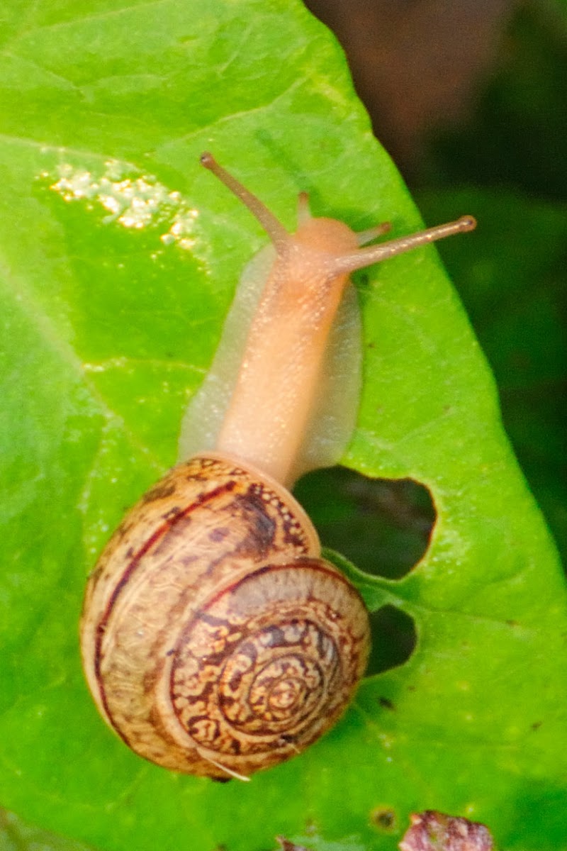 Snail, caracol