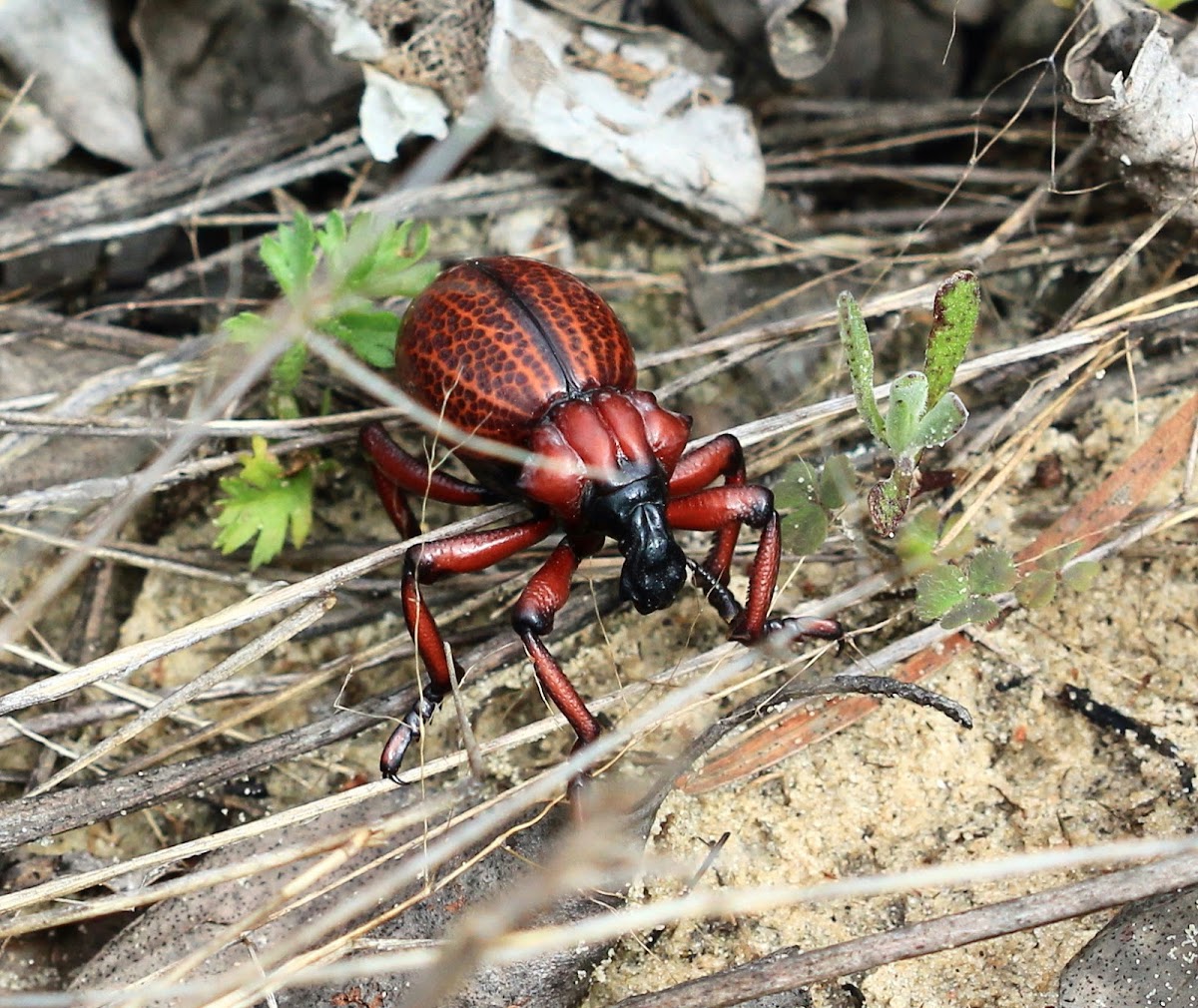 Obese Lily Weevil