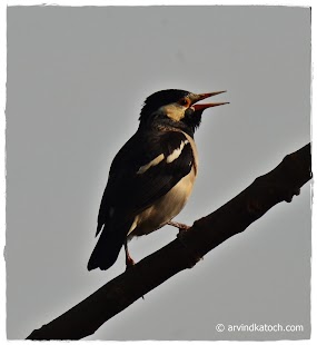 How to get Birds Photography and Detail lastet apk for pc