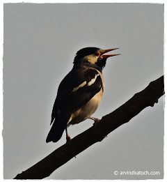 Birds Photography and Detail poster 3