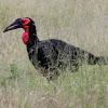 Southern Ground Hornbill