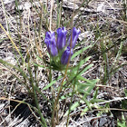 Mountain Gentian