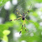 Veracruz Spider