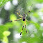 Veracruz Spider