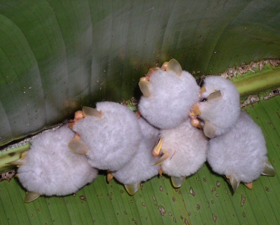 Honduran white bat