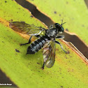 Bee-like robber fly, female
