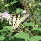 Tiger swollowtail Butterfly