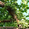 Cluster Fig tree