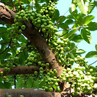 Cluster Fig tree