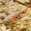 Brook Trout