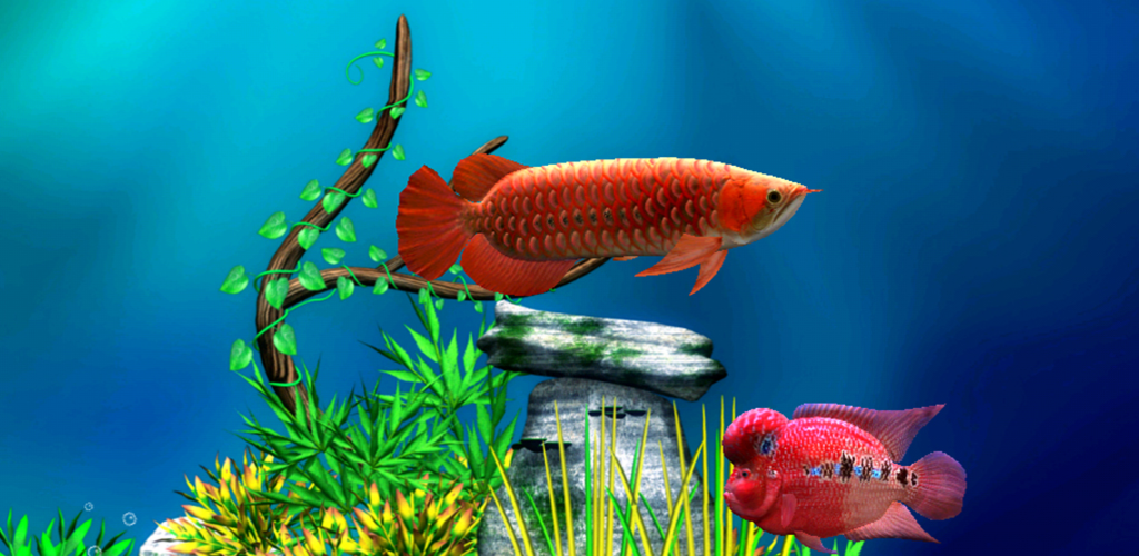 Download Gambar Ikan  Arwana  Ryan Gambar