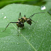 Formicine Ant