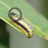 Eucalyptus Weevil larva