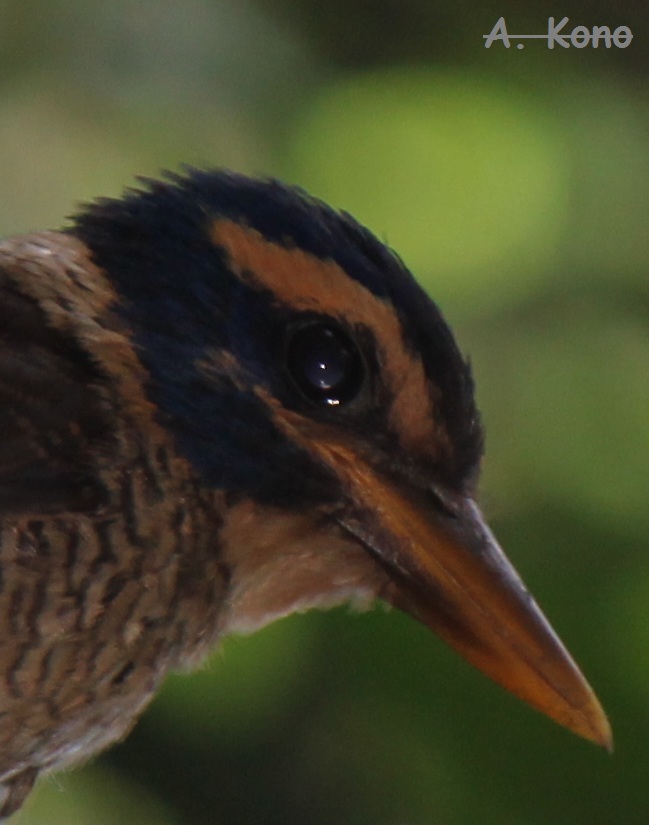 Cekakak Hutan Dada Sisik / Scaly-breasted Kingfisher