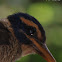 Cekakak Hutan Dada Sisik / Scaly-breasted Kingfisher
