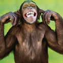 Angry Animals Sounds icon
