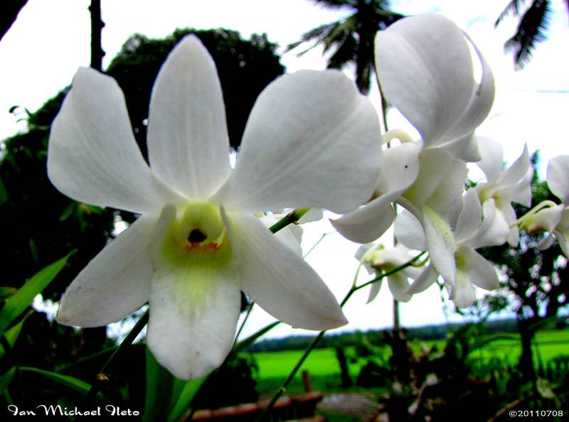 Dendobium orchid hybrid