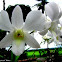 Dendobium orchid hybrid