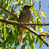 Cape Bulbul