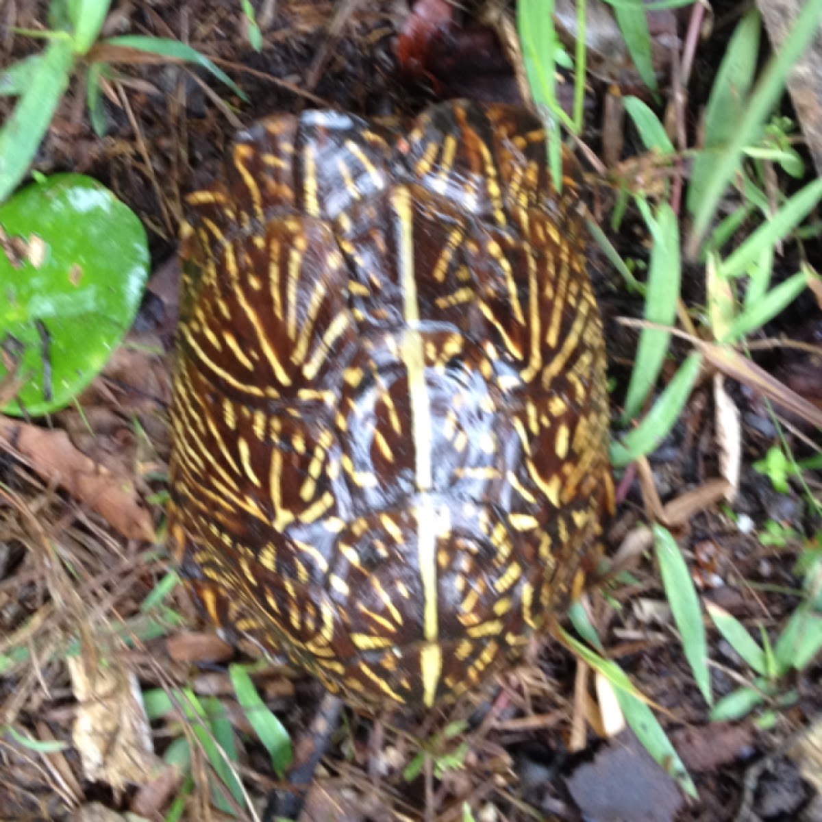 Florida box turtle (Terrapene carolina bauri