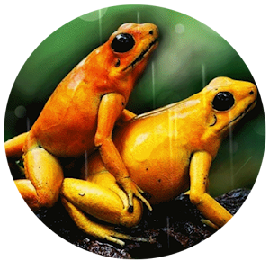 Love Frogs.apk 1.0