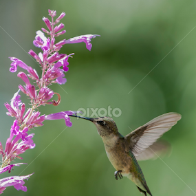 Garden Friend by Jean-Pierre Ducondi - Animals Birds