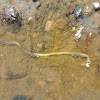Pacific (?) Lamprey remains