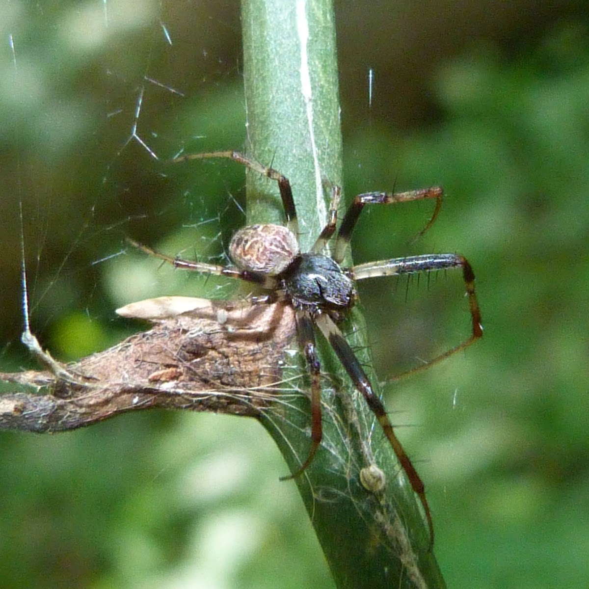 Labyrinth orbweaver spider