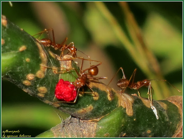 Philippine Red Ants | Mice