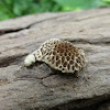Honeycomb fungus