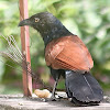Greater Coucal or Crow Pheasant