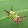 Saddleback Caterpillar