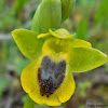 Thorny-bush orchid