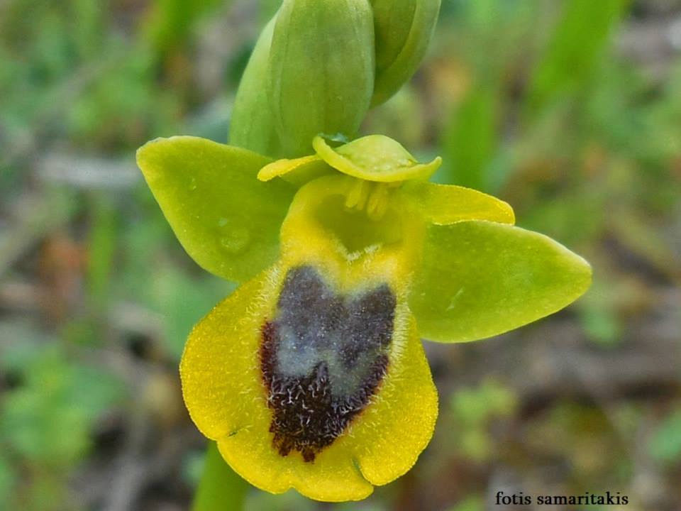 Thorny-bush orchid