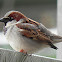 Sparrow  bird - House Sparrow