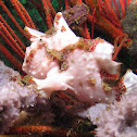 Frog fish