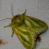 Rayed slug (Limacodid moth)