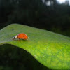 Lady Bird Beetle