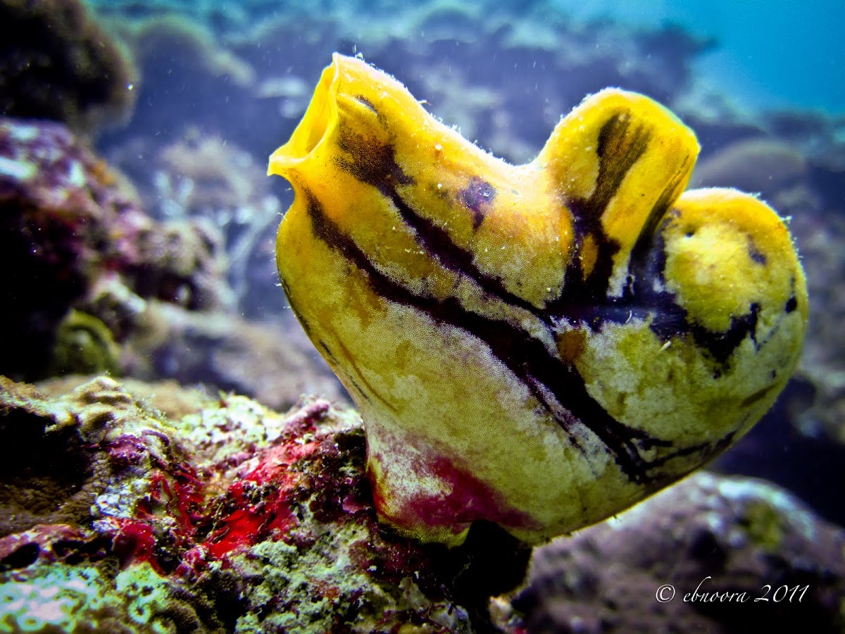 Ink-Spot Sea Squirt