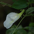 Clitoria ternatea (Butterfly pea, pigeon wings)